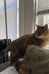 Photo of tabby cat standing on back of couch in window